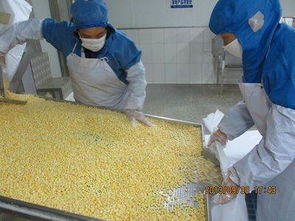 山東陽光農業 新季速凍甜玉米粒，出口品質與生物農藥技術雙擎驅動