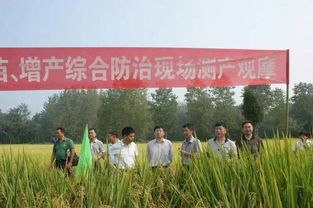 稻歡 水稻提質(zhì)增產(chǎn)的守護者——生物農(nóng)藥技術創(chuàng)新與應用